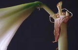 35 MM Color Slides Pro Photo Abstract Art Lily Flower Plant Nature Close up 1995