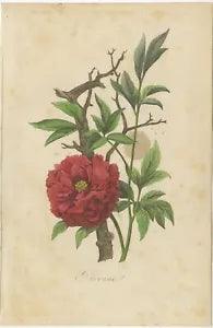 Antique Print of the Peony Flowering Plant by Comte (1854)