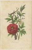 Antique Print of the Peony Flowering Plant by Comte (1854)