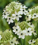 Ornithogalum Flower Delivery