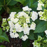 White Flower Farm Flower Delivery