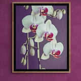 Pink and white orchid close up