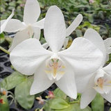 Phal. amabilis '4N' ?? sib ????? '4N' ????