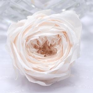 PRICE REDUCED / White Champange / Japanese Rose Cocotte Preserved,  Perfect as DIY Floral Arrangements, Home Decor, Wedding Roses, Rose Gift