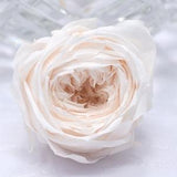 PRICE REDUCED / White Champange / Japanese Rose Cocotte Preserved,  Perfect as DIY Floral Arrangements, Home Decor, Wedding Roses, Rose Gift