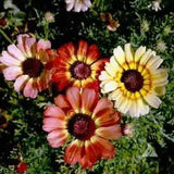 Daisy, Painted - 100 Seeds - Beautiful Tricolor Ringed Flowers - Non GMO