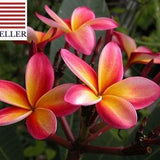 Plumeria Rubra - Frangipani Intense Rainbow - 5 Fresh Seeds