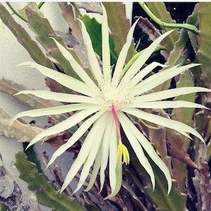 Epiphyllum Hookeri / Orchid cactus / live cutting / live cutting / extraordinary plant / beauty / beautiful / easy growing / white flower