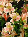 Prestige Flowers Delivery with FREE Chocolates Flower Delivery