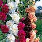20 Seeds Chater's Double Pom Pom Hollyhocks mix