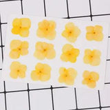 12PCS real Pressed dry hydrangea Flower, 13 colors flower for art craft FCD07 #2
