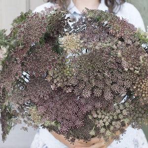 100 Queen Anne's Lace Dara Seeds / Daucus Carota / Ornamental Carrot / Cut Flower / Wildflowers / Wild Carrot / Wedding Flowers / Bouquet