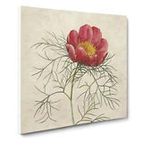 Red Peony Flower by Pierre Joseph Redoute Canvas Print Wall Art Framed Large