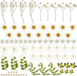81 Pcs Dried Pressed Flowers, Natural Real Dry Leaves Kit, Real White Daisy Gyps