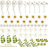 81 Pcs Dried Pressed Flowers, Natural Real Dry Leaves Kit, Real White Daisy Gyps