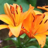 20 SEEDS for Orange LILY RARE flower Bloom exotic garden plant USA Seller