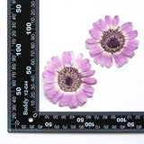 2PCS Real Pressed Dry daisy Flower, Large purple Flower Head for art FSS26 #9