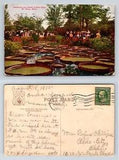 Tropical Lily Pond Como Park Saint Paul Minnesota Postcard 1910 Rufus Phillips