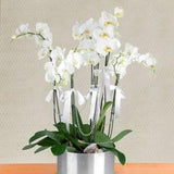 Orchid Seeds Rare white (15 per pack)