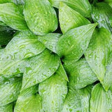 After the Rain photo PRINT - green leaf Fine Art plant nature wall, botanical garden decor home rain drops bedroom close up herbal leaves