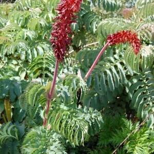 GIANT HONEYBUSH Melianthus Major Honey Bush Flower Evergreen Origin USA, 5 Seeds
