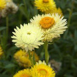 Everlasting Strawflower Lemon Yellow | x 100 Seeds Flower Delivery