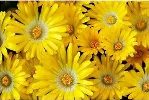 100 Gelato YELLOW ICE PLANT MESEMBRYANTHEMUM DAISY Livingstone Flower Seeds