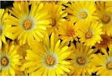 100 Gelato YELLOW ICE PLANT MESEMBRYANTHEMUM DAISY Livingstone Flower Seeds