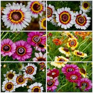 Tricolour Chrysanthemum Seeds - Single Daisy Chrysanthemums Used as Ground Cover / Cut Flower Garden / Rock Garden / Baskets and Container