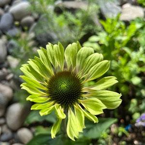 Echinacea Seeds (10) - Green Twister