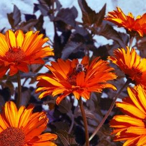 Rare PURPLE LEAVES HELIOPSIS Bleeding Hearts Red Flowers Scabra Hardy Perennial, 6 Seeds