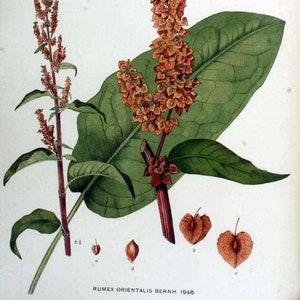 75 seeds of Rumex patientia - New in Canada - Patience dock - Oseille ¡§?pinard - Perennial Vegetable - Organic