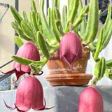 Stapelia leendertziae rooted live plant-Black bell flower~starfish plant