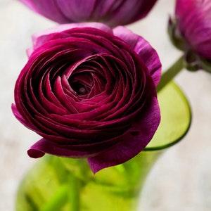 Ranunculus Amandine "Violet" corms | Large double deep fuscia purple flowers, buttercup, French origin, perennial plant