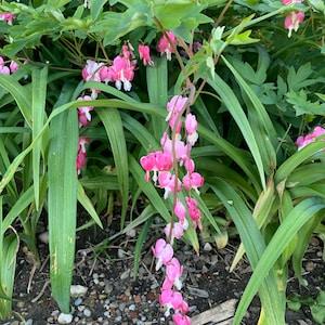 Bleeding Heart Flower Seeds mix of pink, red or white flowers possible - Dicentra spectabilis Flower Seeds - 2023 seeds