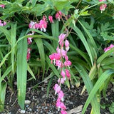 Bleeding Heart Flower Seeds mix of pink, red or white flowers possible - Dicentra spectabilis Flower Seeds - 2023 seeds