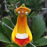 Darwins Slipper Flower (Calceolaria uniflora) Extremely Rare - 5 seeds
