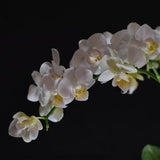 Photo-Elegant Arching Orchid-Square-Multiple Sizes
