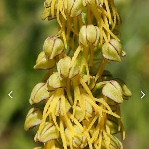 Orchis anthropophora bulb or seed pod and substrate. Aceras anthropophorum, the man orchid, ground orchid bulbs