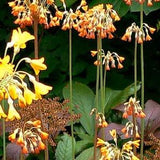 GIANT TIBETAN PRIMROSE Orange Zone 3! Cowslip Primula Florindae Perennial 3 Rare Seeds
