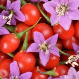Goji Berry Wolfberry Boxthorn 0.1g / 50 Seeds - Lycium Barbarum NON GMO