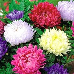 Aster Chrysanthemum Mixed Colors 100 Flower Seeds, non GMO