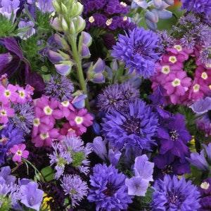 30 seeds lovely flower blue/ purple mix