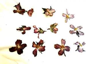 Dogwood Flowers Pink Flattened 12 w/ Yellow Centers Crafts