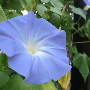 Heirloom Heavenly Blue Morning Glory Seeds - NOT invasive - Ipomoea tricolor - Open-Pollinated, Non-Hybrid & Non-GMO Canada Flower Seeds