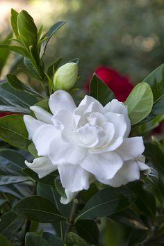 Gardenia / Gardenia jasminoides / Cape jasmine / ??????? Flower Delivery