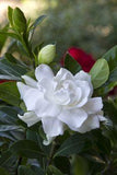 Gardenia / Gardenia jasminoides / Cape jasmine / ??????? Flower Delivery