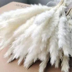15Pcs Dried Pampas Grass,16Inch Phragmites Communis ,Dried Lagurus Ovatus,Dried