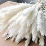 15Pcs Dried Pampas Grass,16Inch Phragmites Communis ,Dried Lagurus Ovatus,Dried