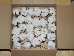25 #1 high quality cotton bolls NC grown